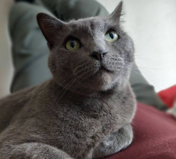 Merlin