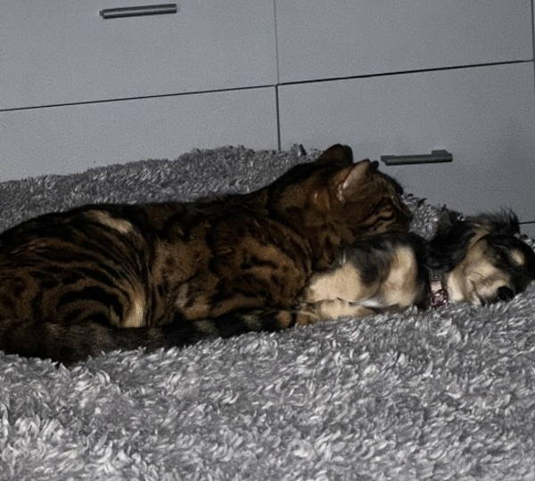 Bentley & Pepper
