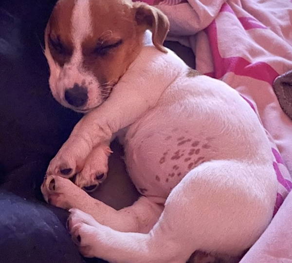 Layla