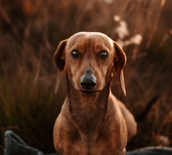 Tyson