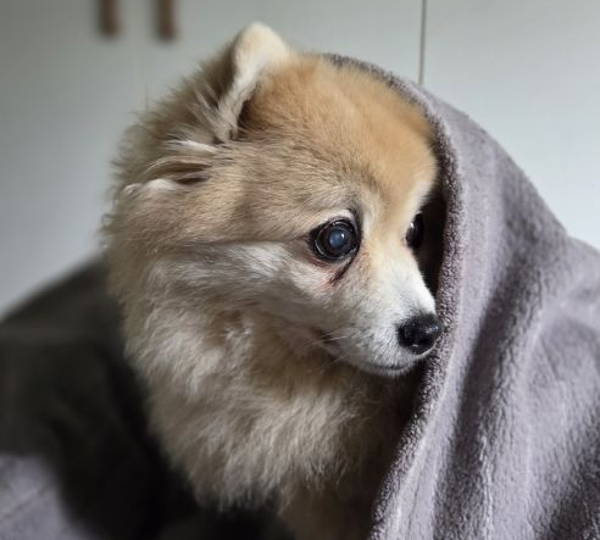 Coco