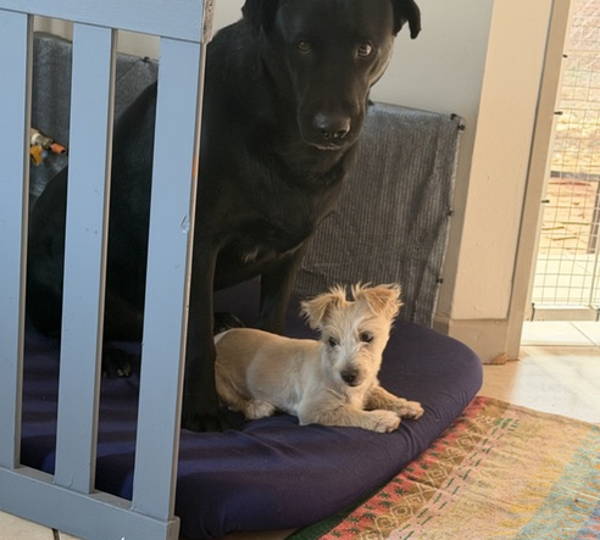 Zorro & Lily
