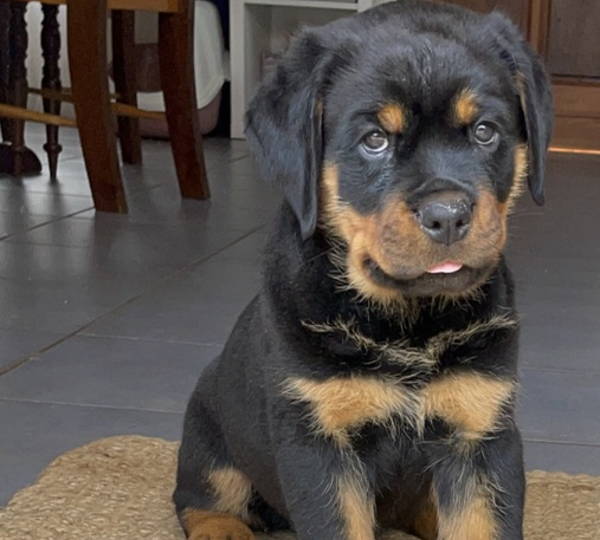 Diesel