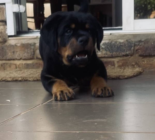 Diesel