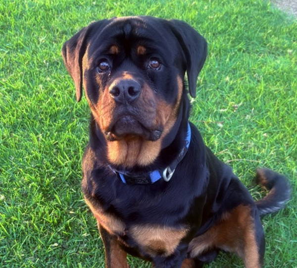 Diesel