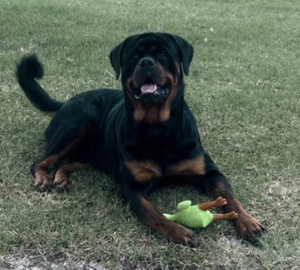 Diesel