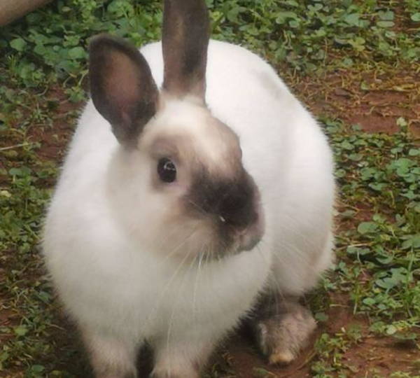 Bun Bun