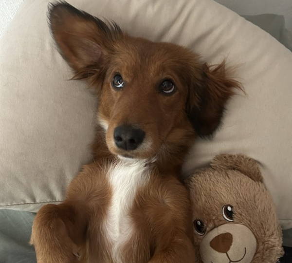Hazel