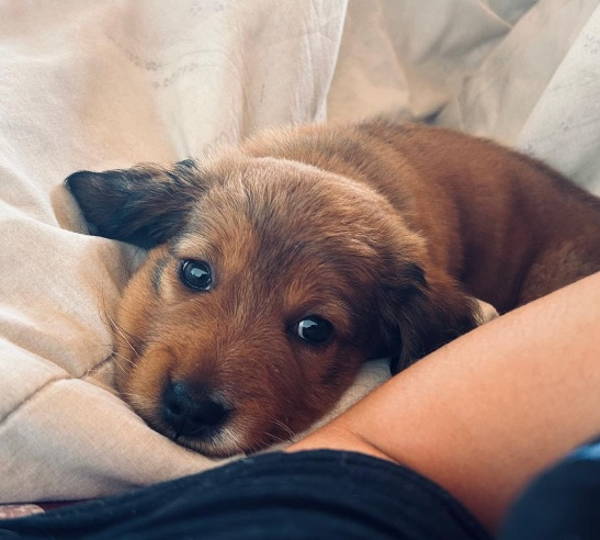 Hazel