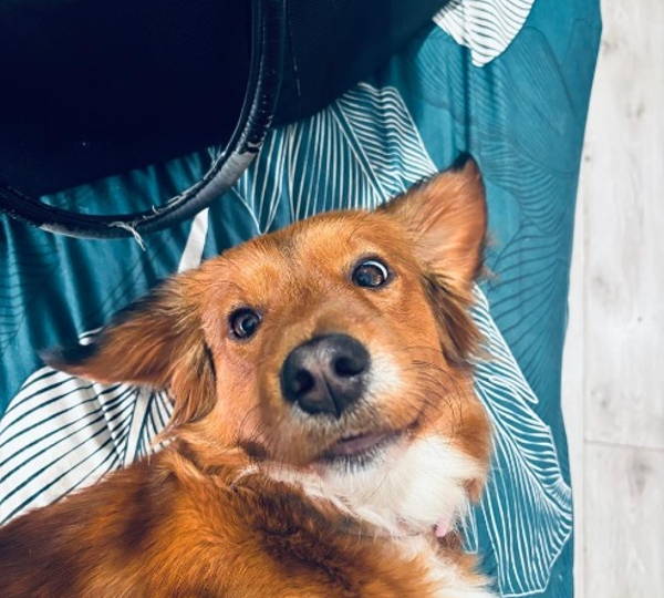 Hazel