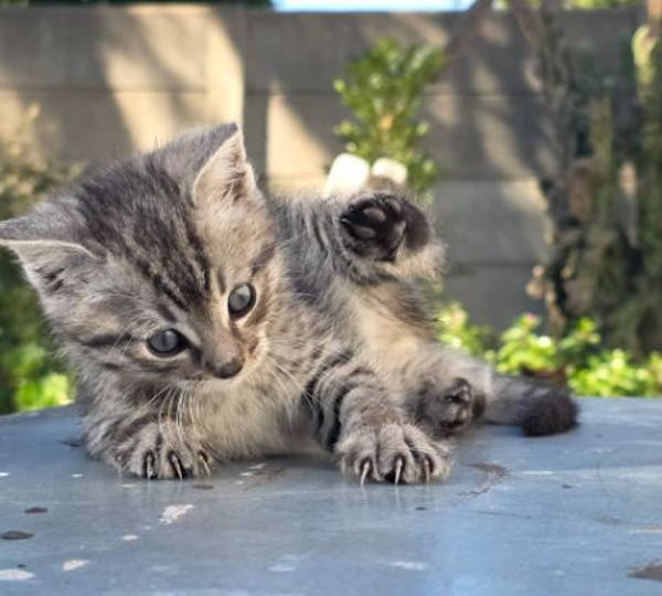 Rocky