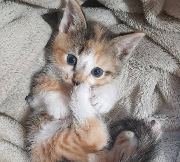 Athena