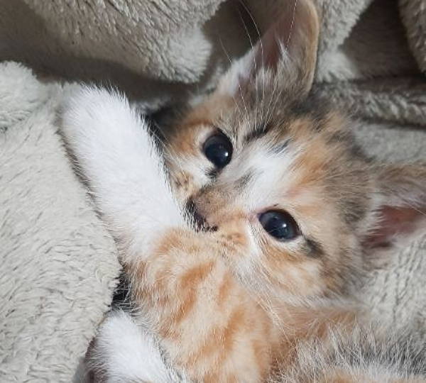 Athena