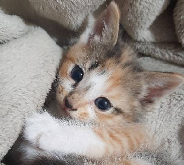 Athena