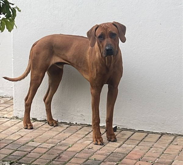 Arlo