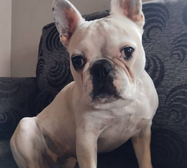Pasha