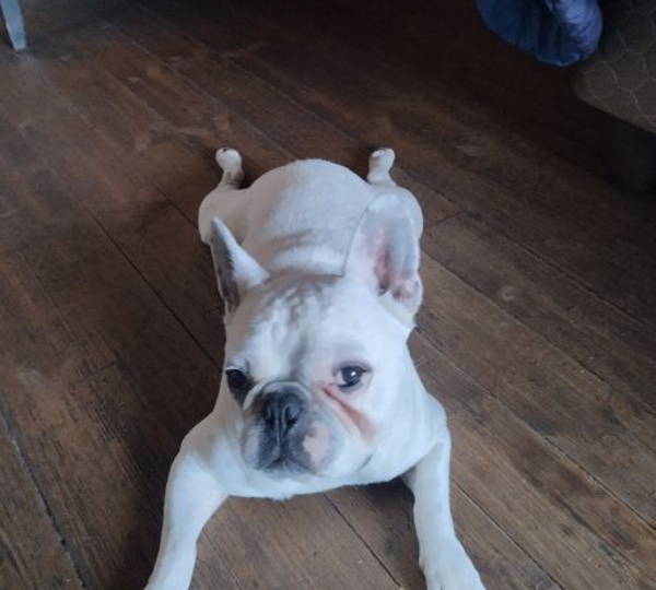 Pasha