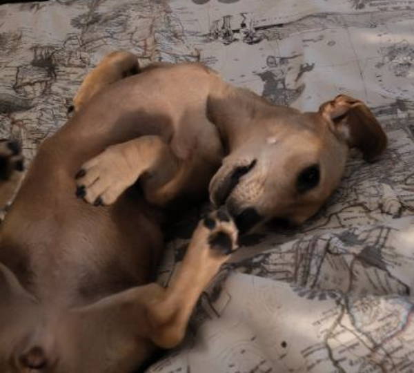 Mienkie