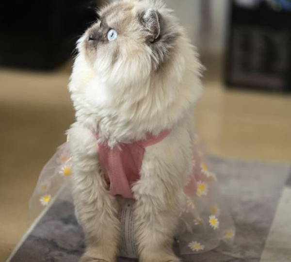 Daisy