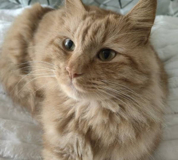 Fluffy