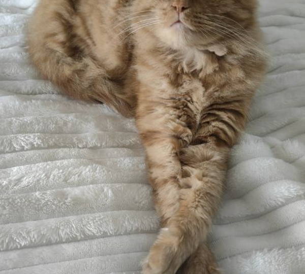 Fluffy