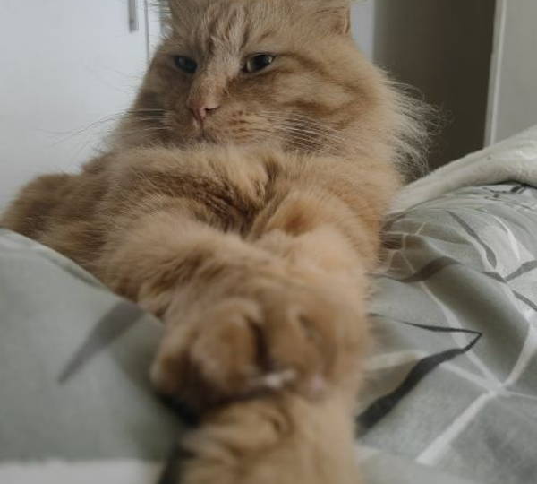 Fluffy