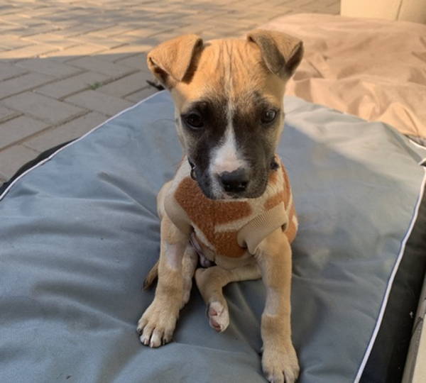 Duke