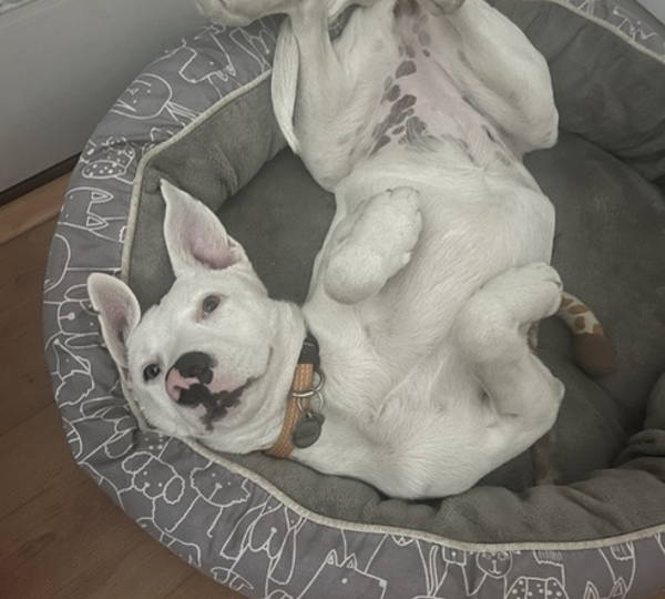 Frankie
