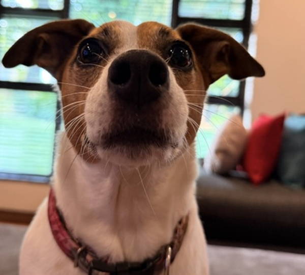 Jessie