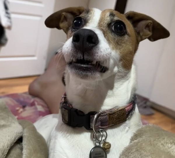 Jessie