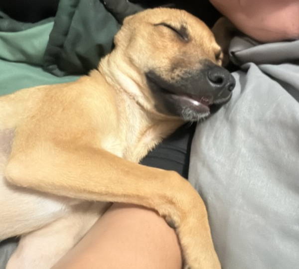 Leia