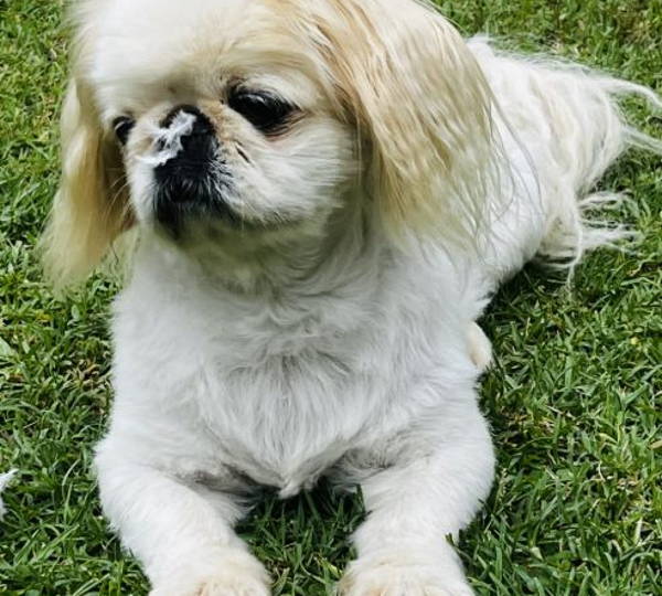 Phoebe