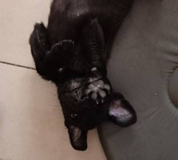 Nochka