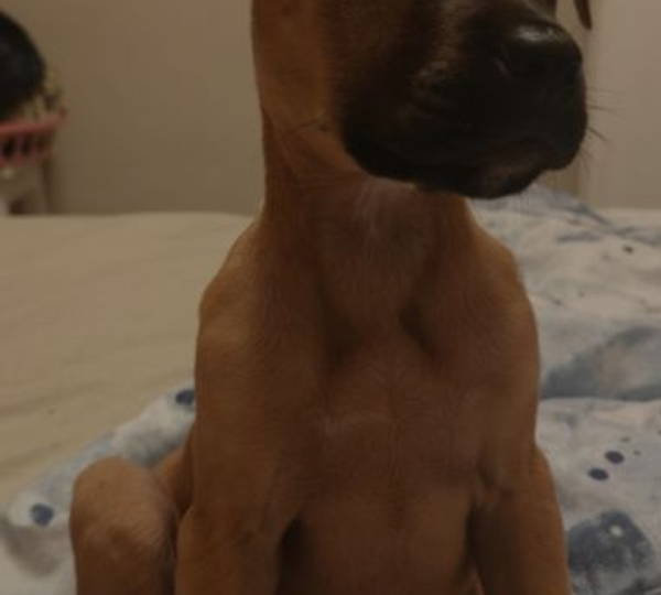 Roxy
