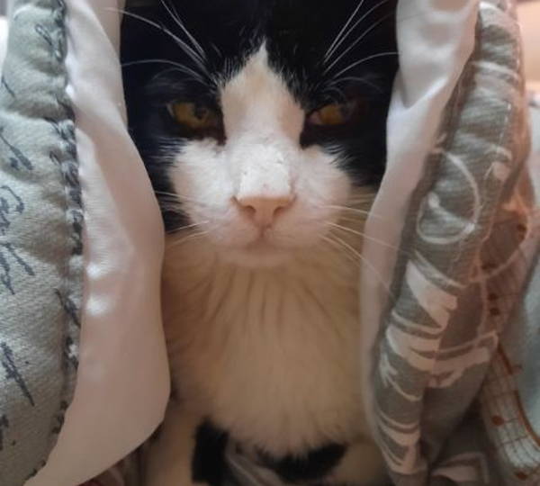 Yoda