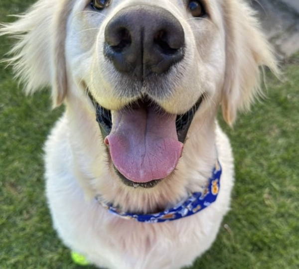 Troy