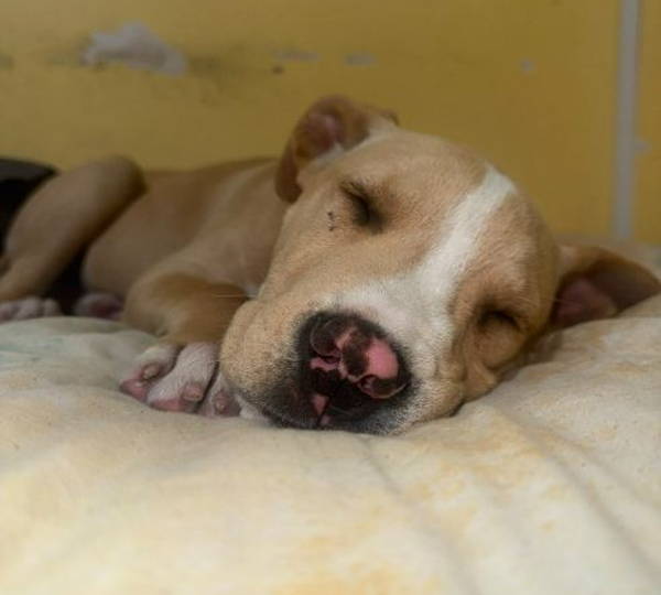 Tyson