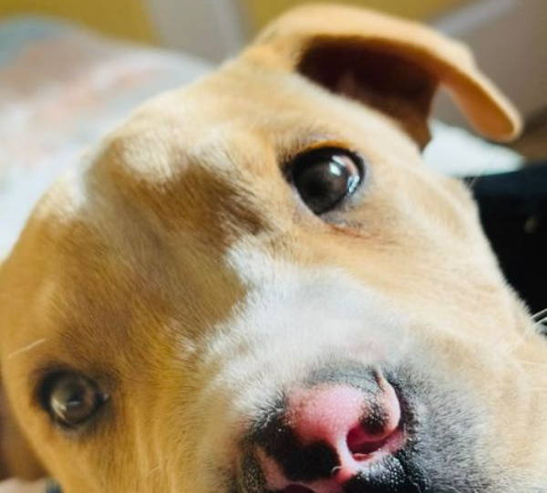 Tyson