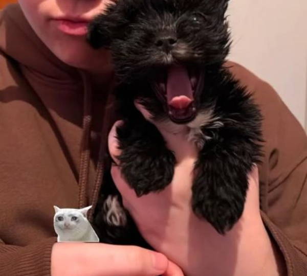 Joey