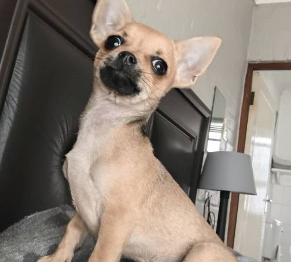 Peanut