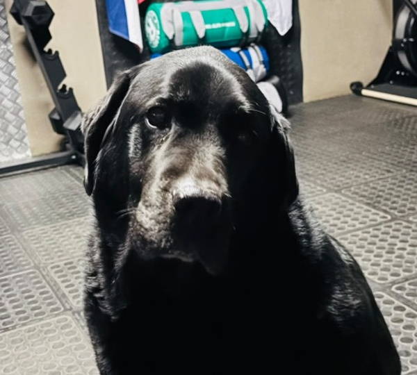 Loki