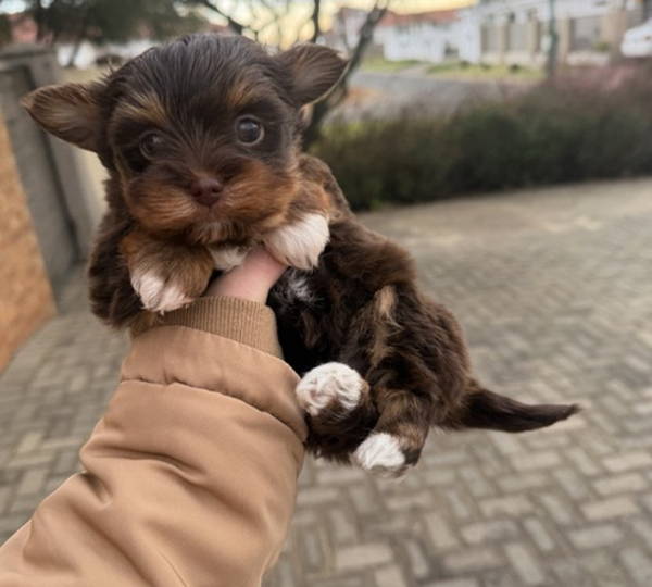 Evie