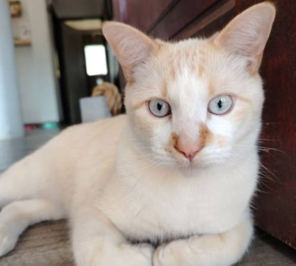 Bowie
