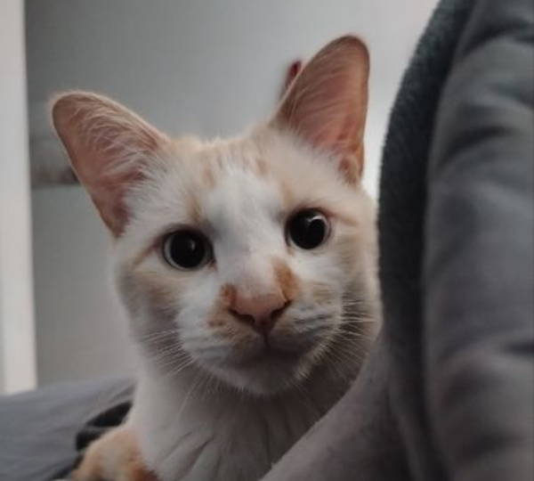 Bowie