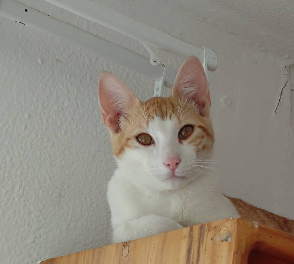 Whitey