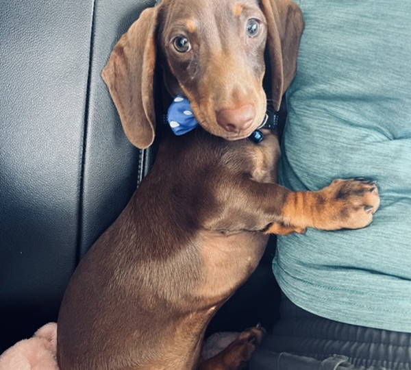 Ollie