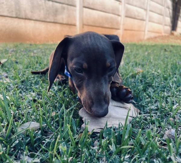 Ollie