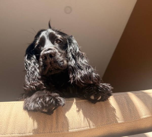Gabby