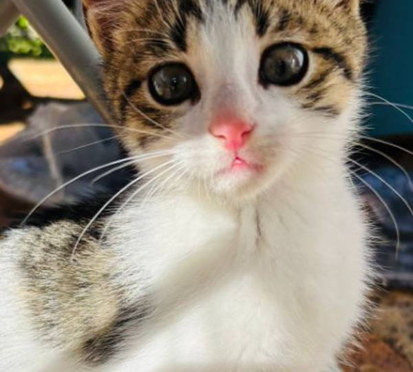 Oliver