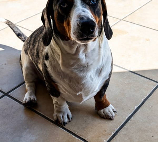 Leo